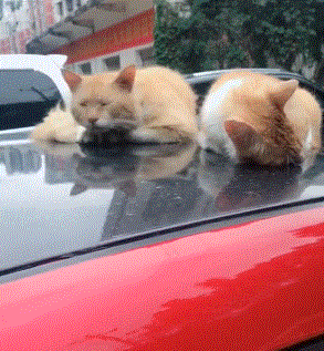 293_317gif 动态图 动图