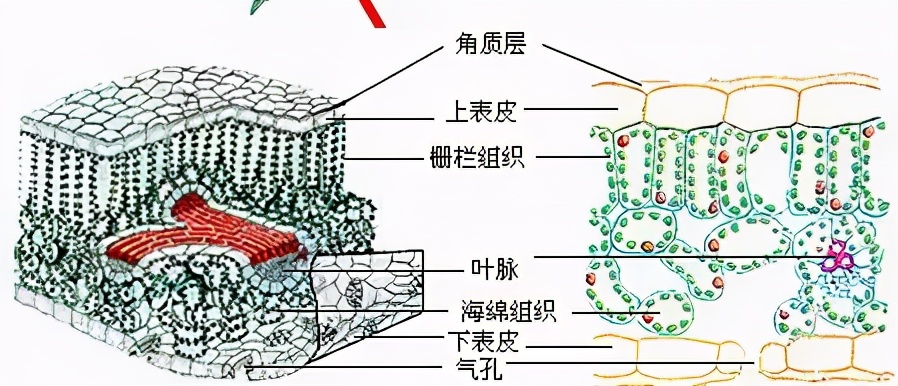 春雷霉素 大蒜素,为何是细菌性病害的克星?