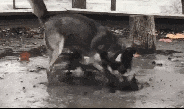 原创一直想不懂一个问题,养哈士奇的家里都是开矿的吗?