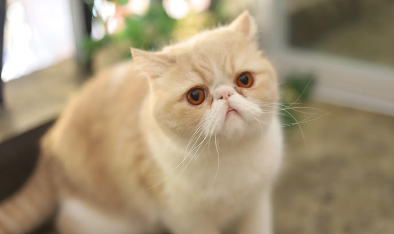 养一只加菲猫是怎样的体验