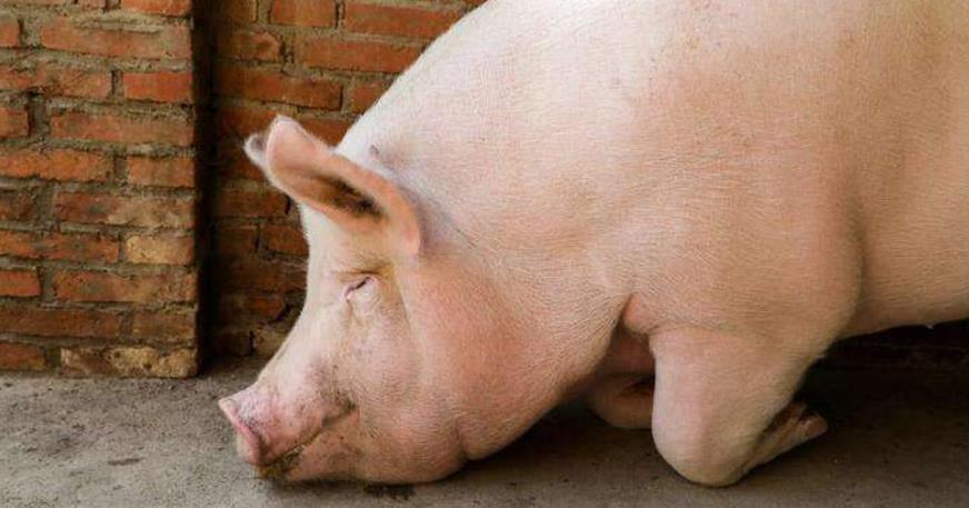 日本饲养17头"半人半猪",体内有着人类器官,看完才知用心良苦