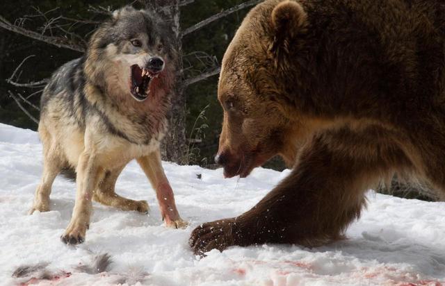 原创狼会因熊的打劫而多捕猎吗?狼:我才不要给熊免费打工
