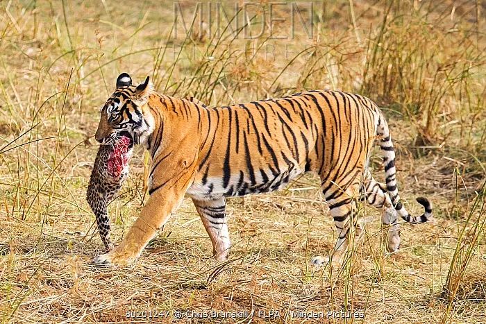 原创印度发生虎豹大战,结果没有悬念,什么情况下豹子能杀死老虎?