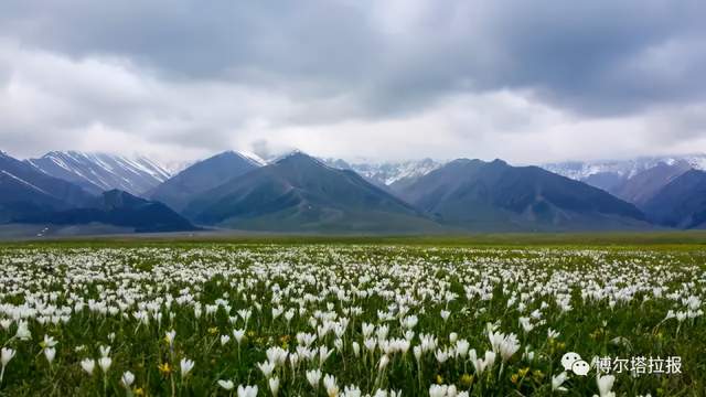 5月,等你赴一场浪漫的赛里木湖花海之约