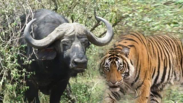 印度最霸气的牛,连老虎都不怕,网友:"牛魔王"原型!