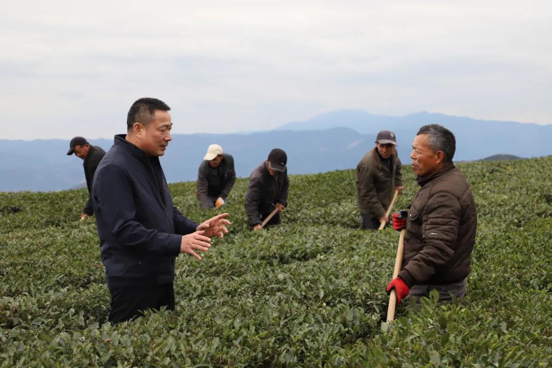 品品香林振传董事长深入农户茶园