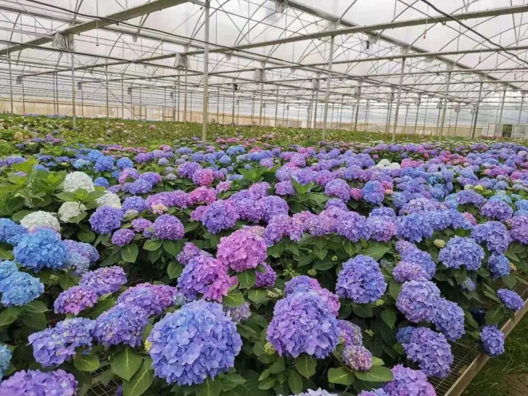 今年柏泉苗圃引进栽培的绣球花有5万余盆,是武汉市绣球花品种,数量最