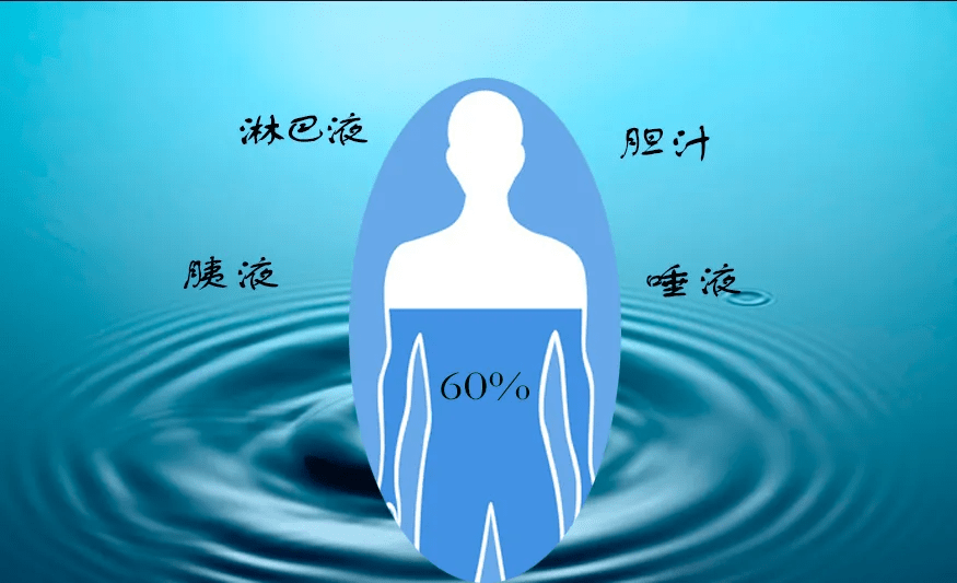其次是在参与血液循环的过程中由各器官运化并再生形成津液,如淋巴液