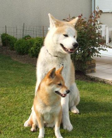 柴犬和秋田犬的区别