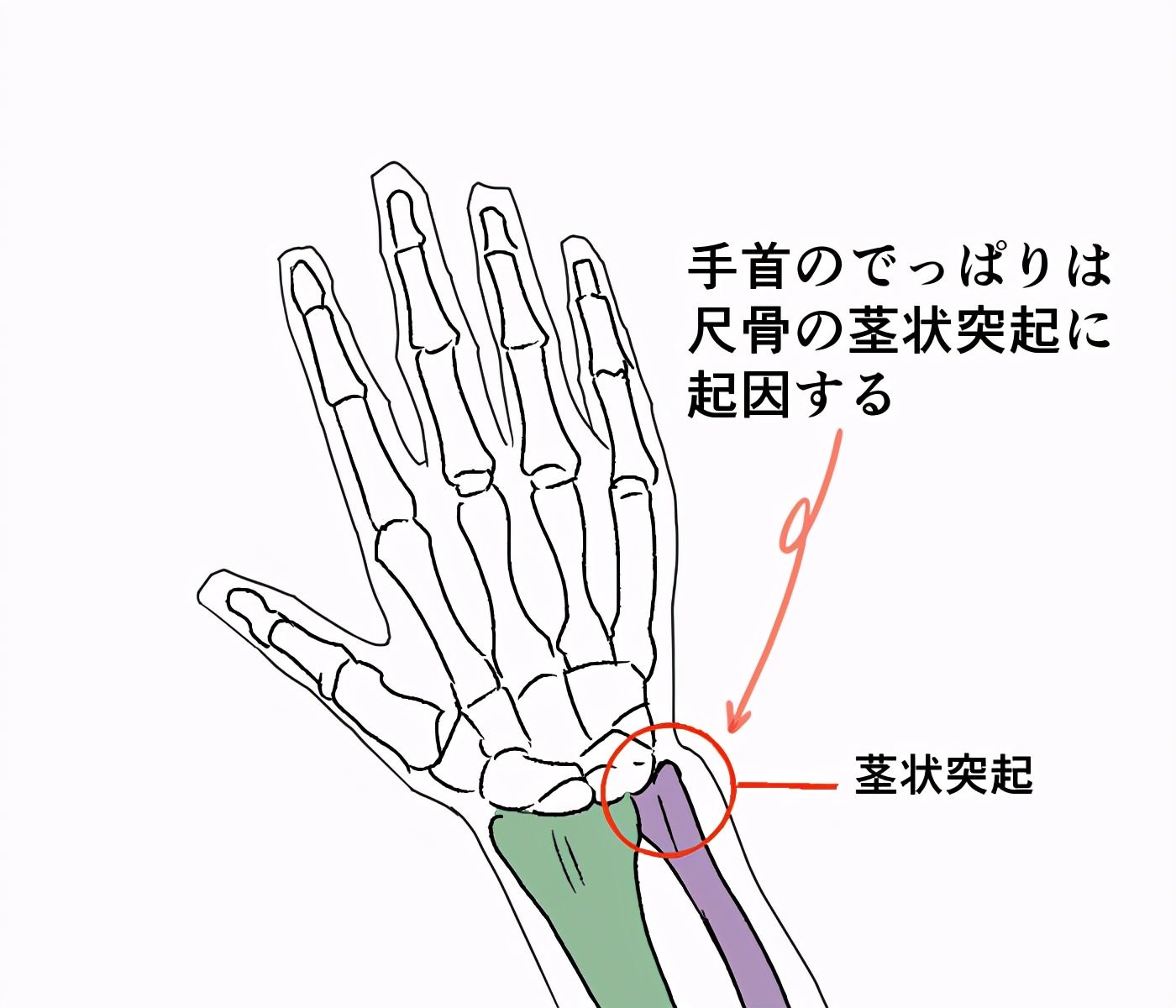 要点: 让我们来了解一下手腕的骨架 尺骨带怎么看 前臂结构–半径的