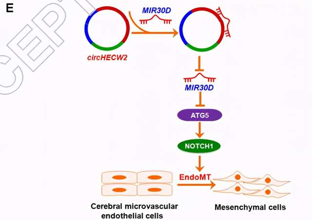 「精品导读」套路满满的cerna机制,触手可及的autophagy