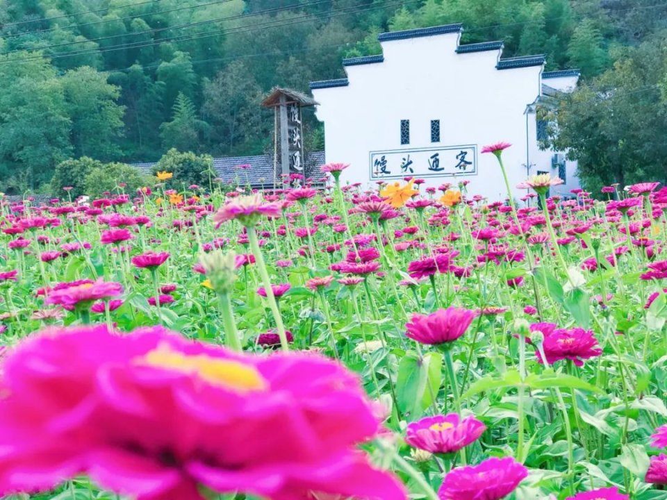 走临安赏花攻略来了这份夏日浪漫等你邂逅