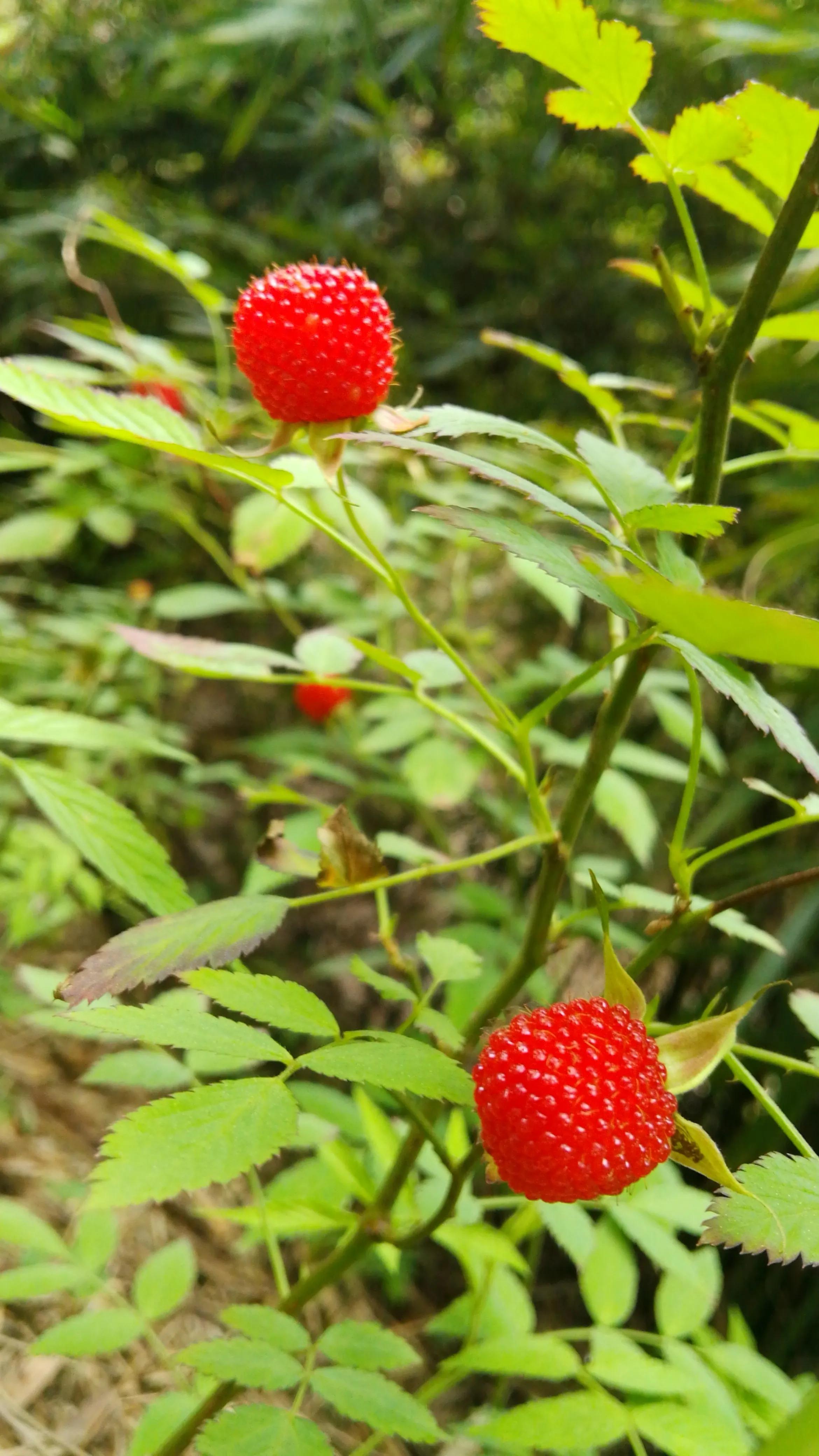 湖南资兴,七里茅坪仙姑坳,鲜红大个的空心藨好看又好吃