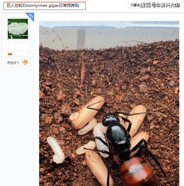 广州发现50只巨人恐蚁,属外来物种且对人有攻击性,建议少碰为妙