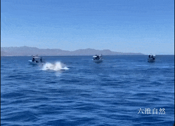 一只海豚为躲避虎鲸,跳跃出海面,却想不到虎鲸也跟着跃出将其撞飞