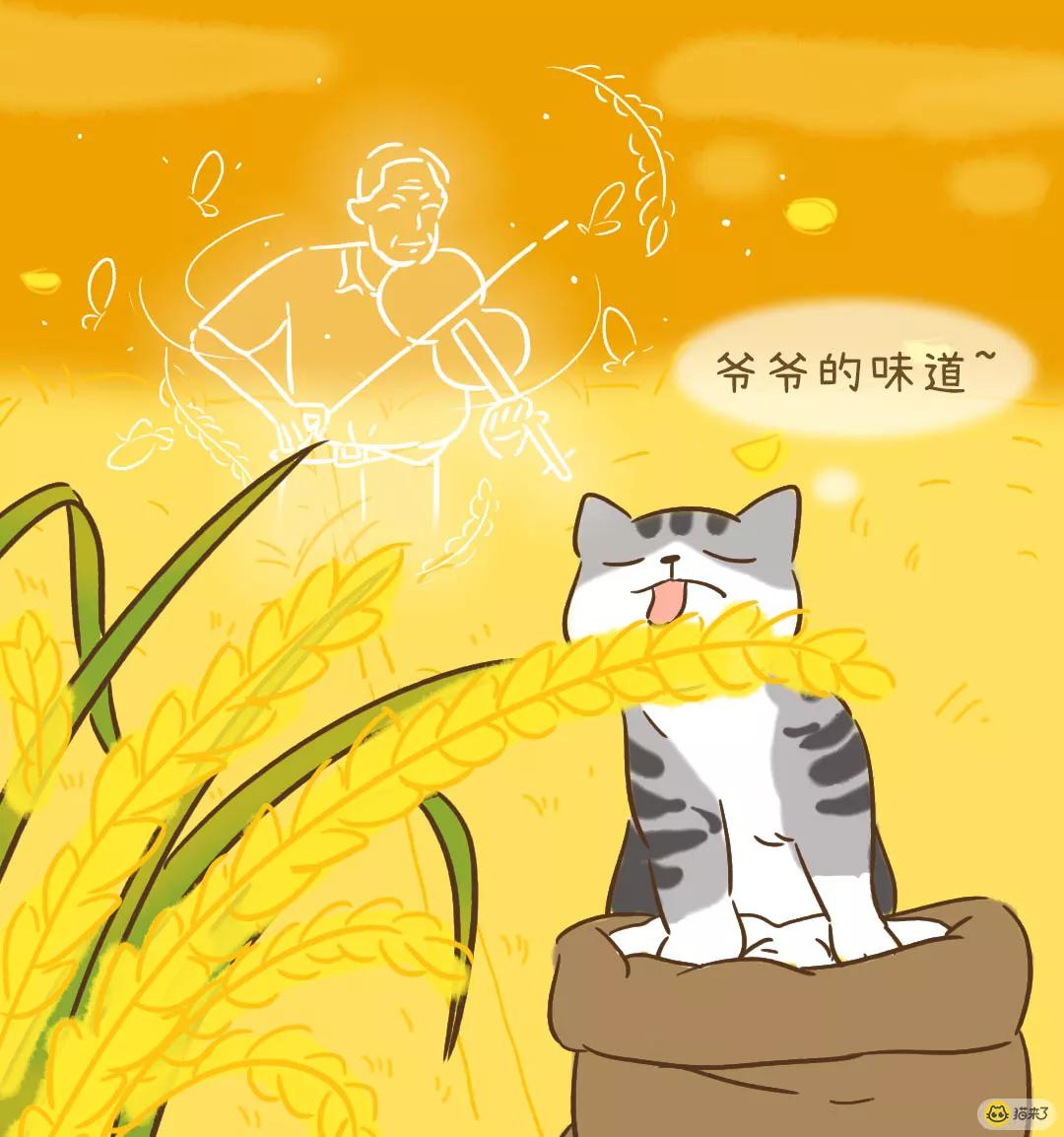 原创泪目袁隆平爷爷走了他的猫袁花花还没长大