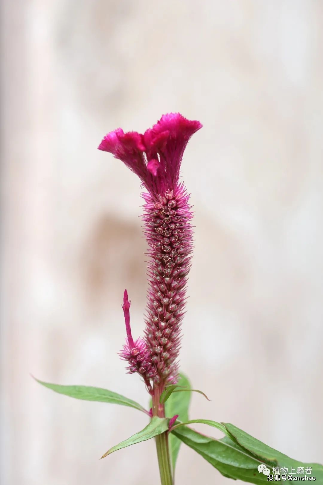 穗状花序,中下部小花密集