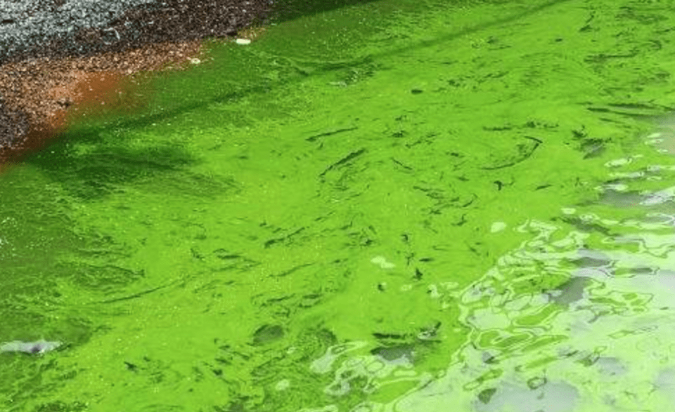 鱼健康|除藻案例|蓝藻,水华产生及处理方案