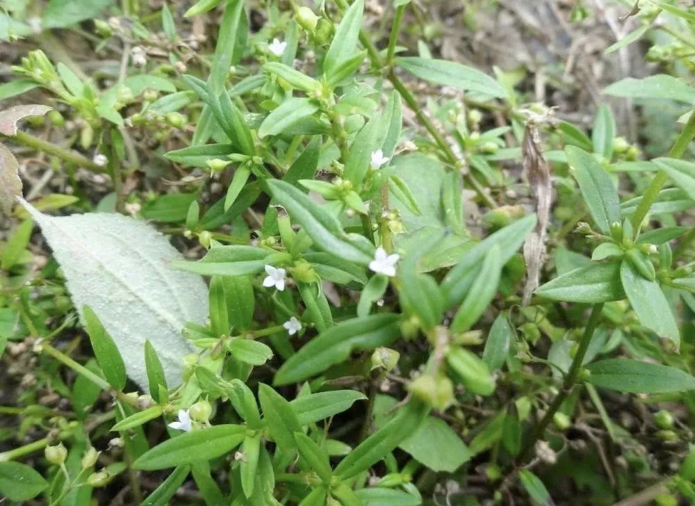 民间之所以有这种说法,一个是杠板归的叶柄,叶片及茎上生有倒刺,二个