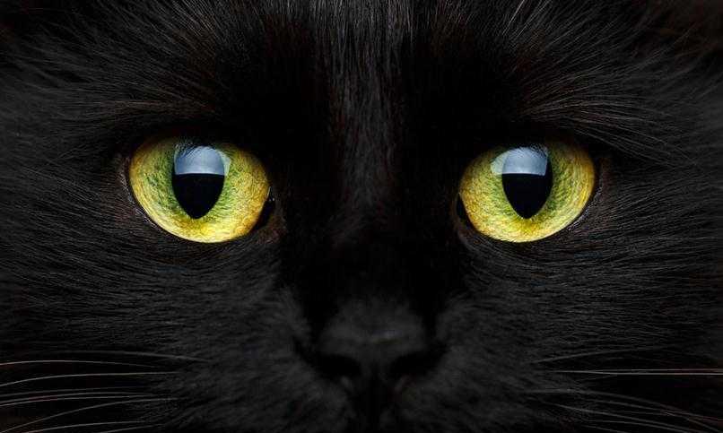 为什么到了晚上,猫的眼睛会发光?是灵异吗?