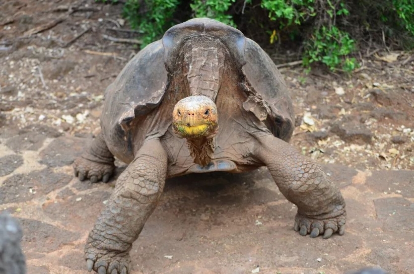 500斤的巨龟曾经被人类当成活罐头