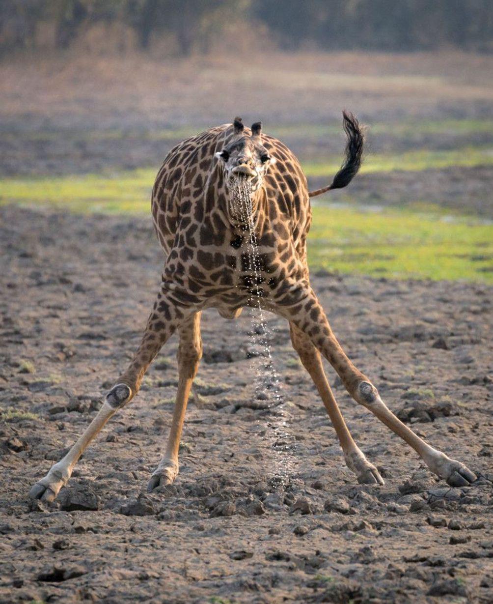 原创长颈鹿喝水有多难?长脖子并非巨型吸管,摄影师拍到珍贵瞬间