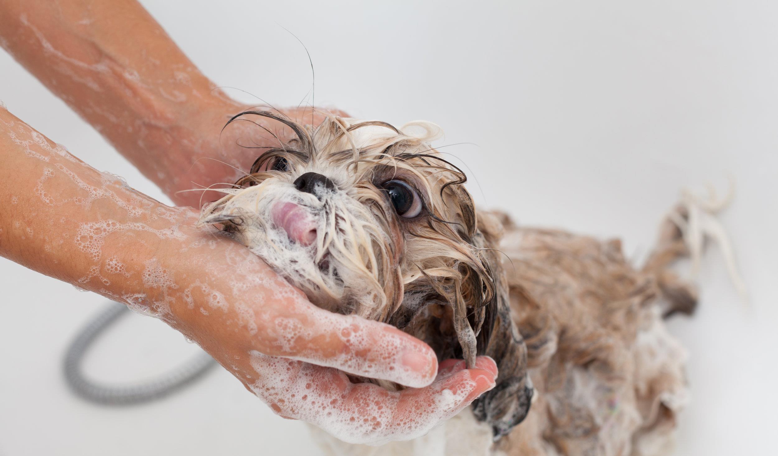 帮狗狗洗澡时,要特别注意这两个部位,尽量别弄湿