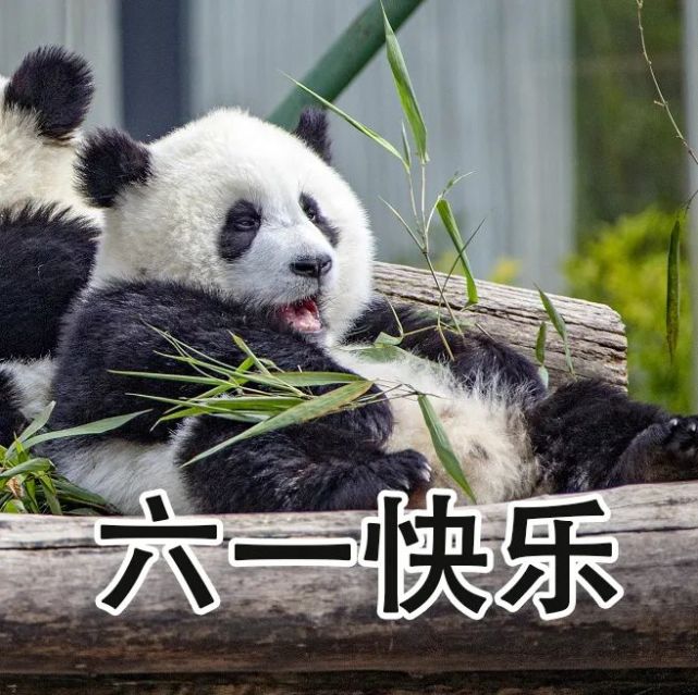 祝大家六一儿童节快乐~大熊猫汶汶:儿童节表情包去分享给你的小伙伴们