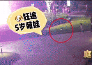 5岁娃被狗撵,父母评理遭狗主人硬杠:小孩不跑,狗就不追