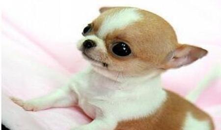 原创世界上最小的狗,体长只有9厘米,网友:萌化了