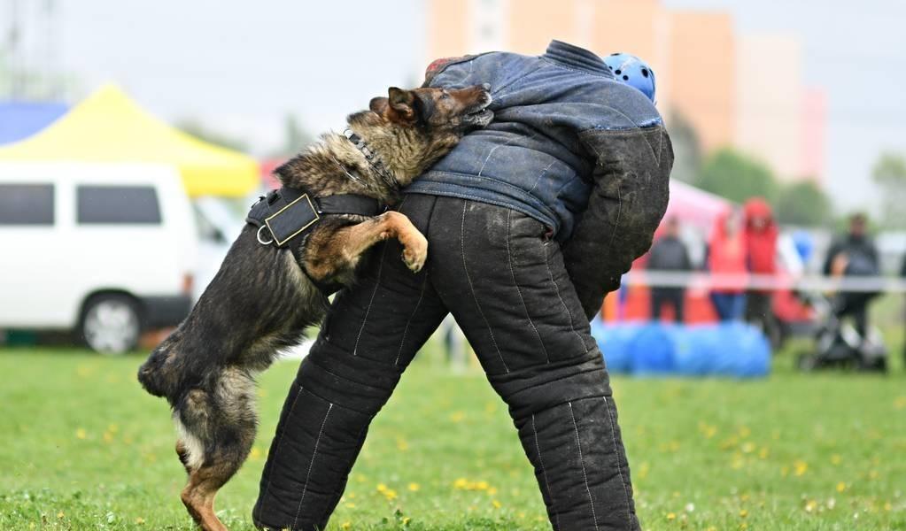 揭秘:警犬到底有多厉害?没有它很多案件破不了