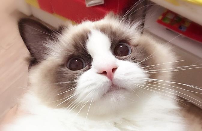 号称
