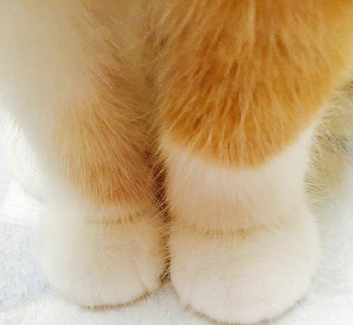 原创猫爪爪,白手套,肉垫垫控,你们的福利来啦
