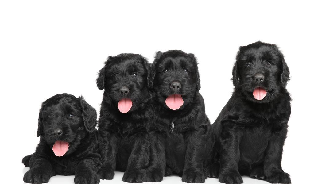 俄罗斯黑梗属于大型犬种,结构肌肉发达,皮肤紧致有弹性,无褶皱或赘肉