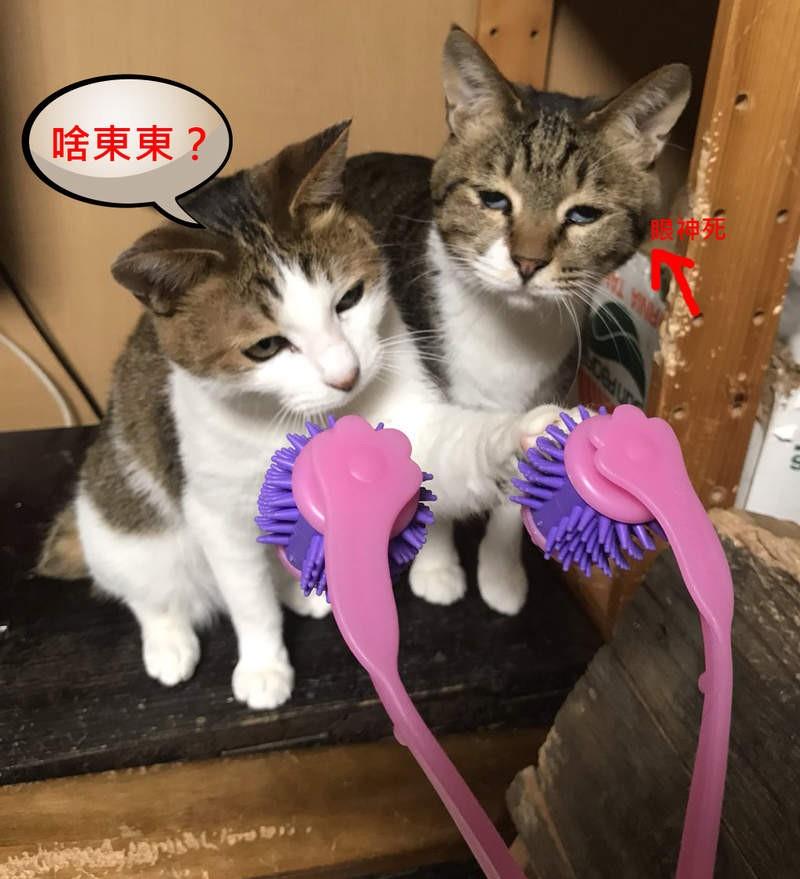 跟风给猫咪买按摩棒猫大爷不屑一顾狗狗反而超喜欢