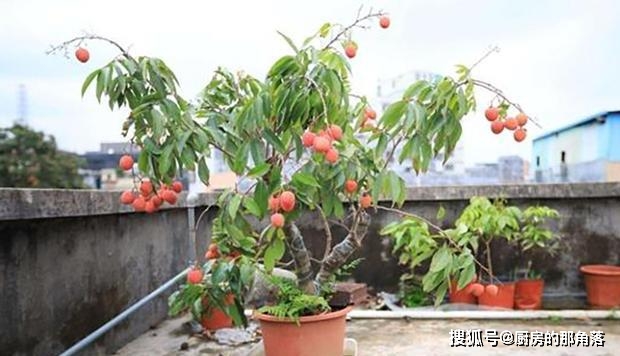 这4种水果,吃剩下的种子不要扔,往盆里一栽,种出水果小盆栽