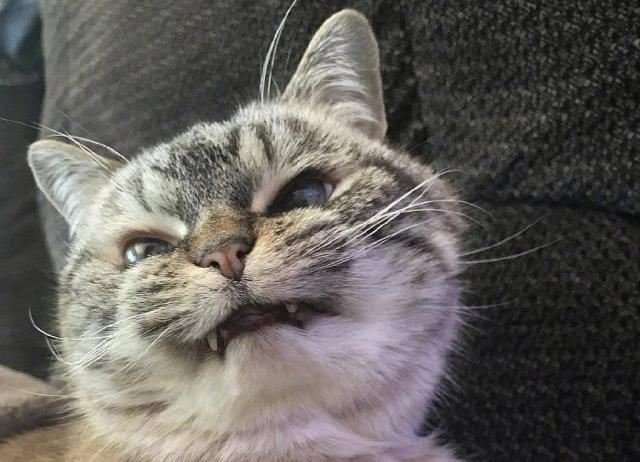 原创哈哈哈豹猫配暹罗蓝猫配渐层串串猫的出生让人头疼