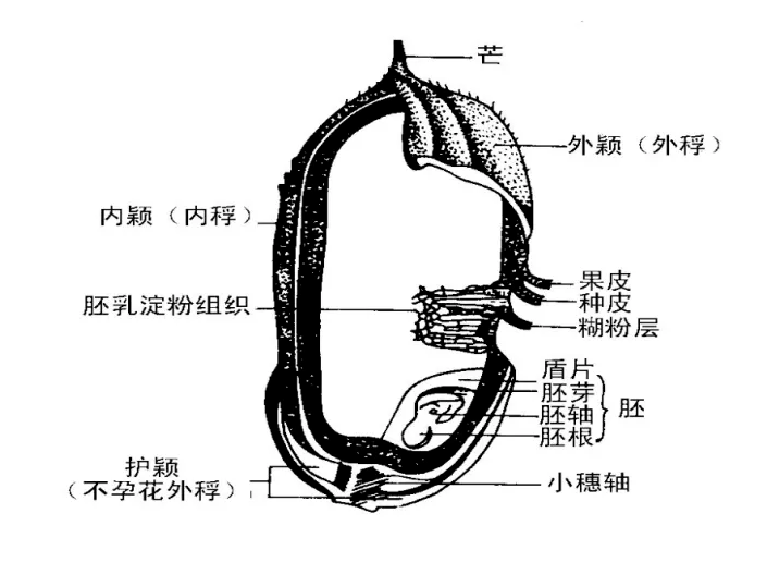 稻谷结构图,图源自网络