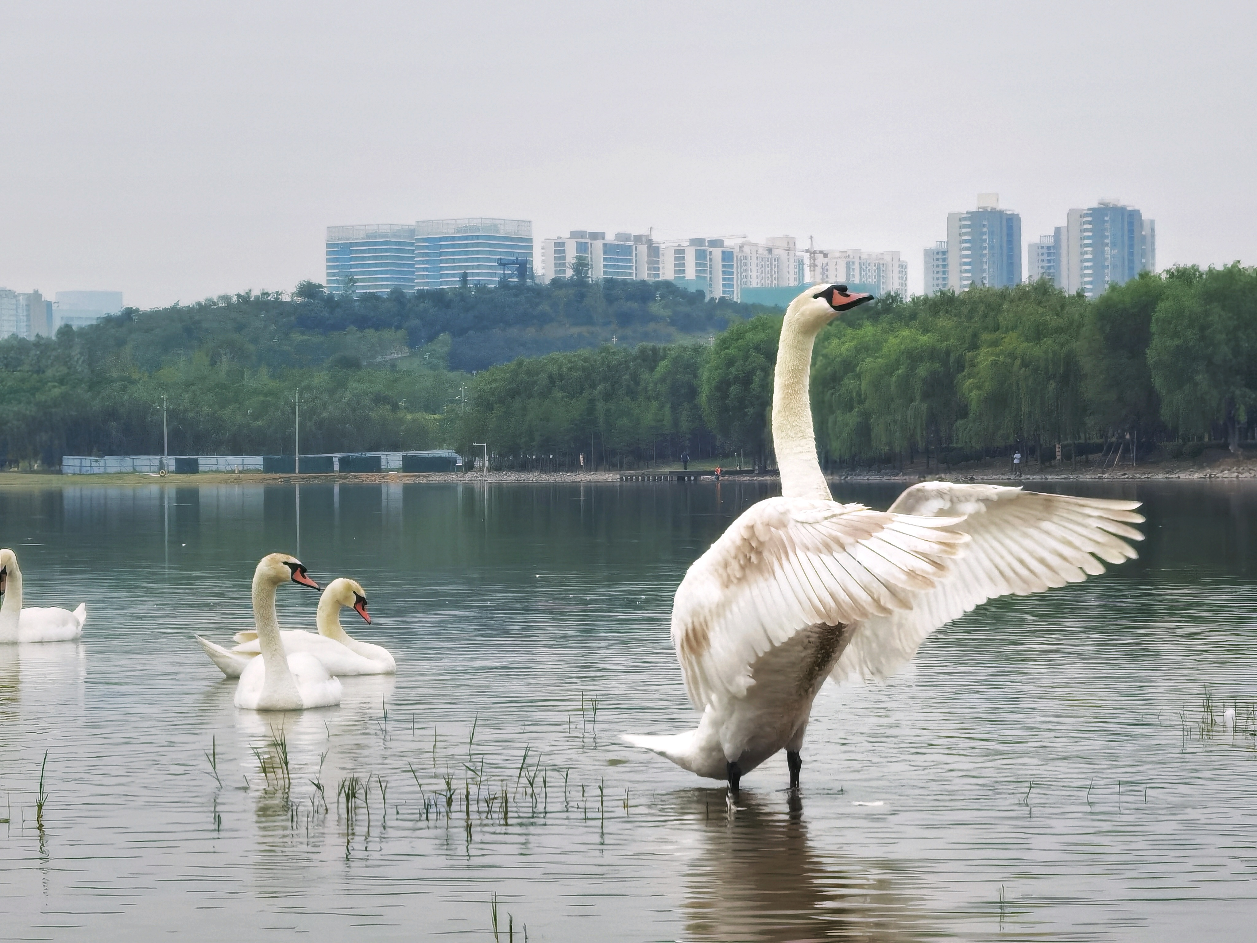 河南郑州龙湖湿地公园里有群美丽的白天鹅