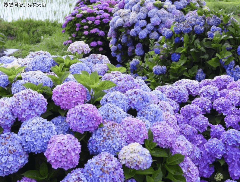 夏季养殖绣球花,怕花大压弯枝头?学会这几招,植株不倒伏