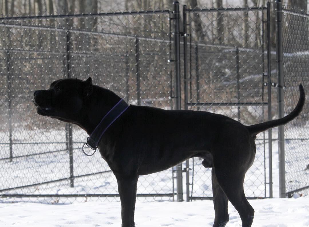 为何轻松完爆狼族的4种猛犬一种混入黑豹基因至今未被归入犬科库达