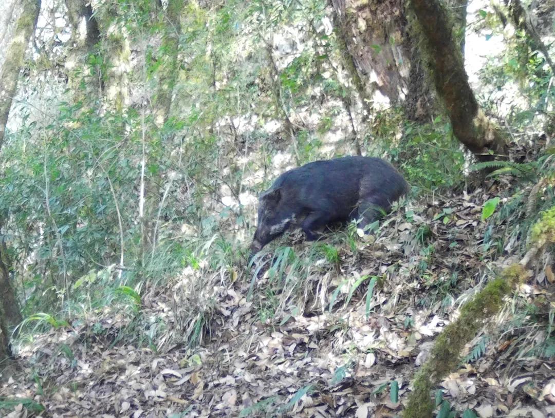 可可爱爱高黎贡山3只小野猪跟着猪妈妈觅食