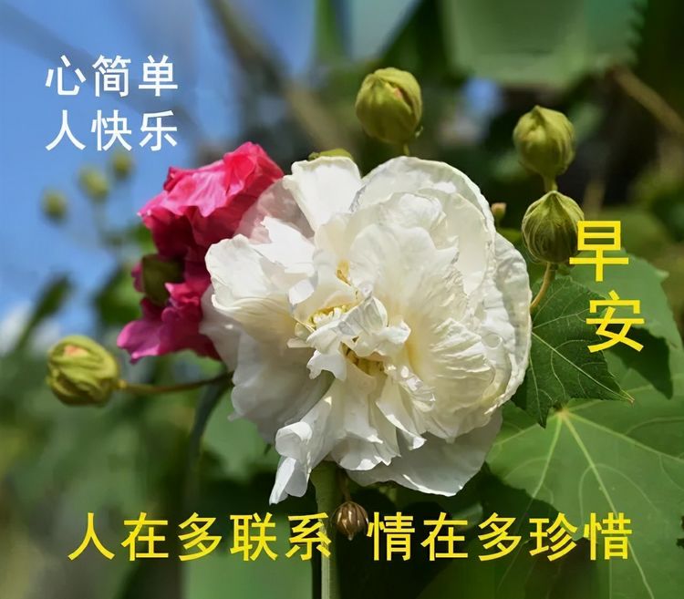早上好温馨祝福,早安祝福图片大全
