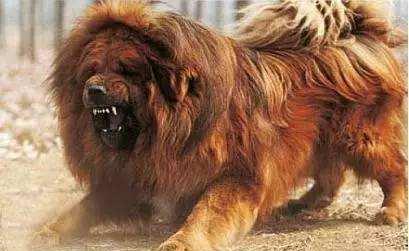 世界十大恶犬排行,中国藏獒竟然才排第五.