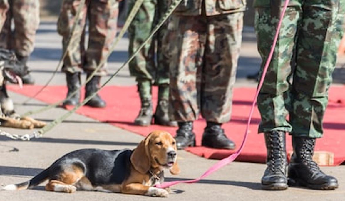 原创军犬有哪些品种10大军犬帅爆战场比德牧还酷的军犬竟不止一种