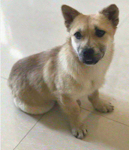 原创哇塞国民女神的宠物狗竟然是中华田园犬