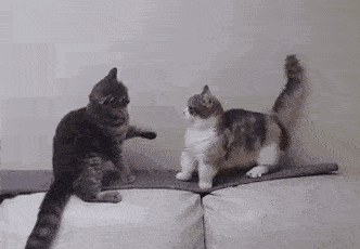 短腿猫太太太太太太太软萌了!喵星人来袭