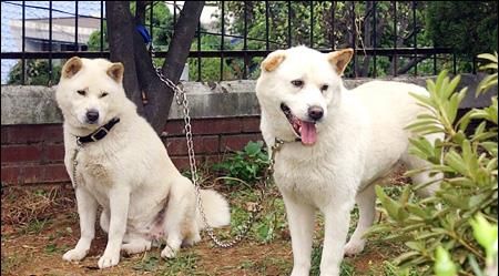 来自韩国的国宝犬种,曾经在奥运开幕式出现,它们的名字叫珍岛犬