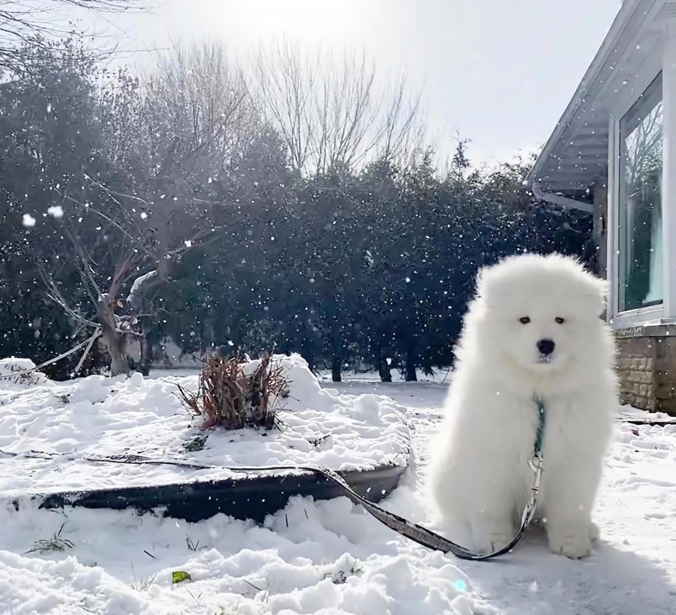 铲屎官带狗狗去雪地玩耍,堆出的"雪狗"太搞笑,我快坚持不住了