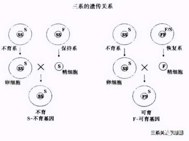 三系杂交水稻示意图